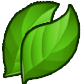 Lá trà tươi